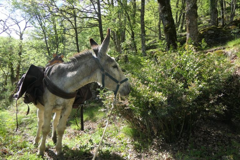 Au fil… du Tarn